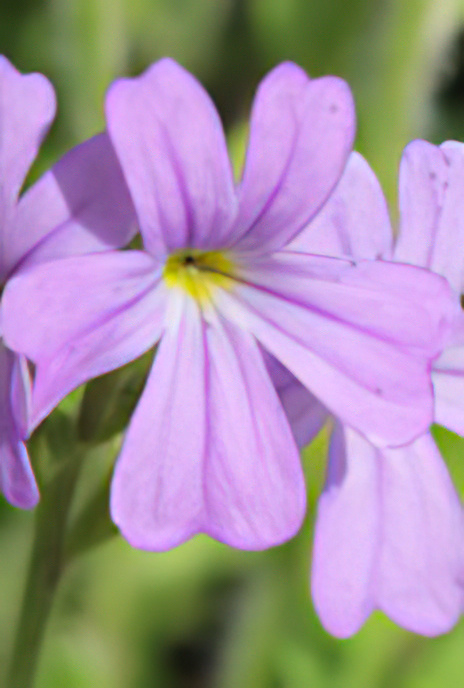 Fairy foxglove or Alpine balsam