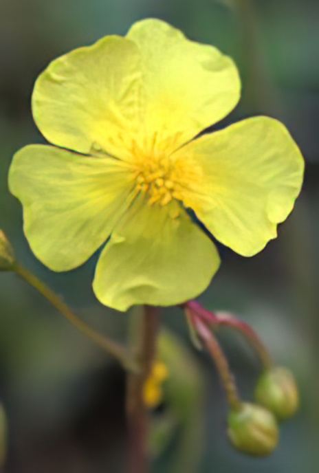 Common Rockrose