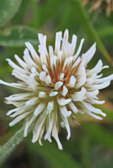 Mountain Clover