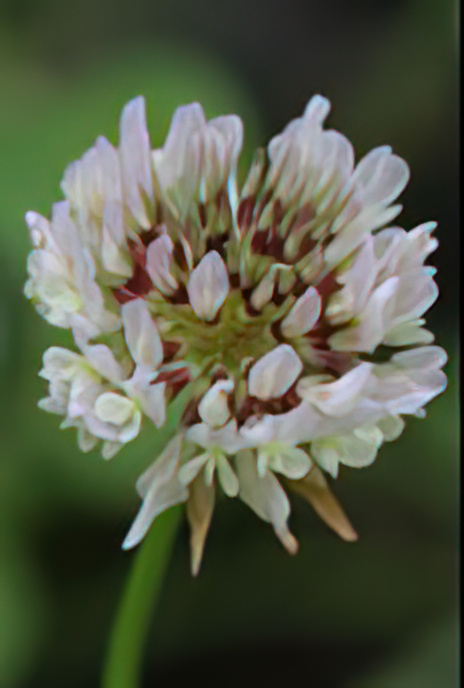 White or Dutch Clover