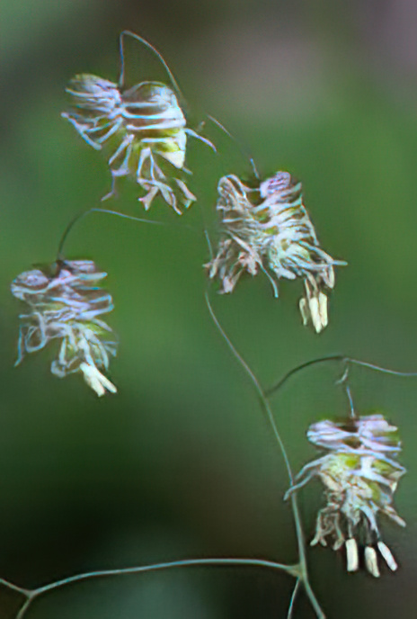 Quaking Grass