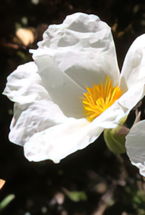 Sage-leaved Cistus