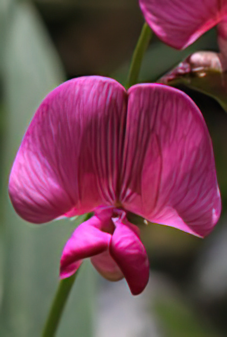 Everlasting Pea (and guest – Zebra spider!)