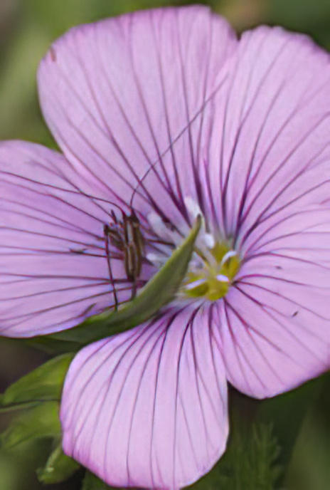 Sticky Flax