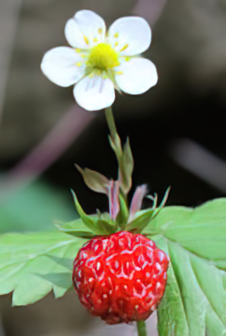 Wild Strawberry