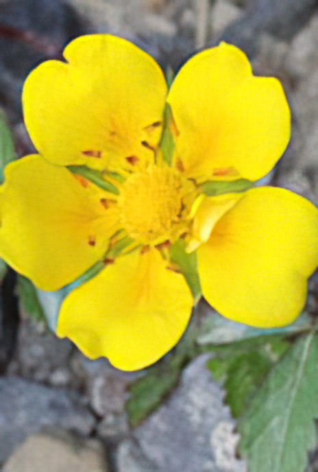 Creeping Cinquefoil