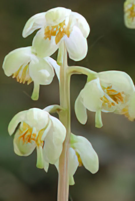 Round-leaved Wintergreen