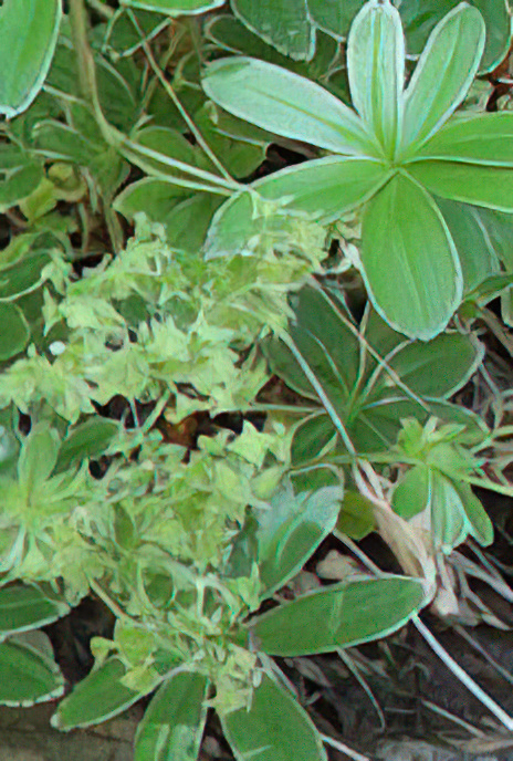 Lady’s Mantle