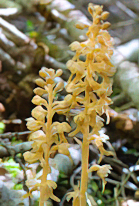 Bird’s-nest Orchid