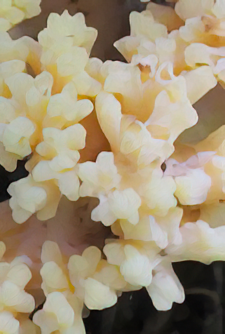 Goat’s-beard Fungus