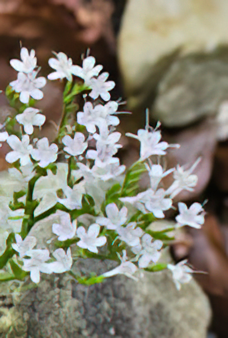 Mountain Valerian