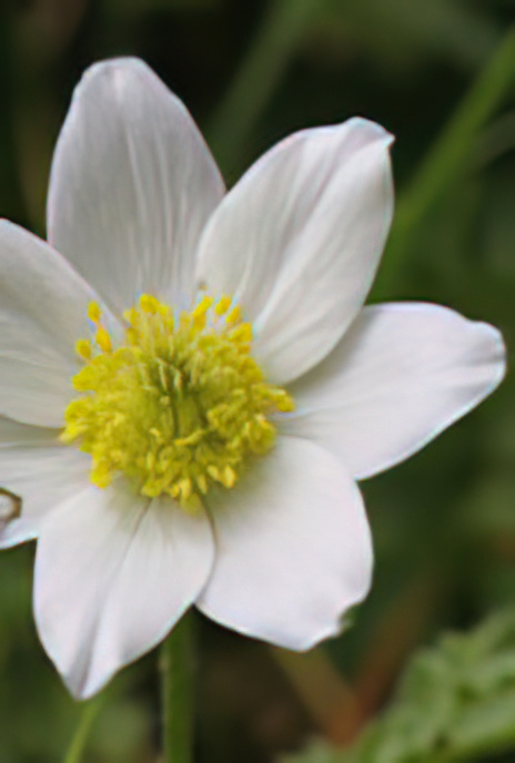 Alpine Pasqueflower