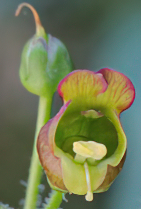Balm-leaved Figwort
