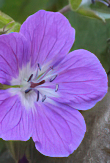 Wood Cranesbill