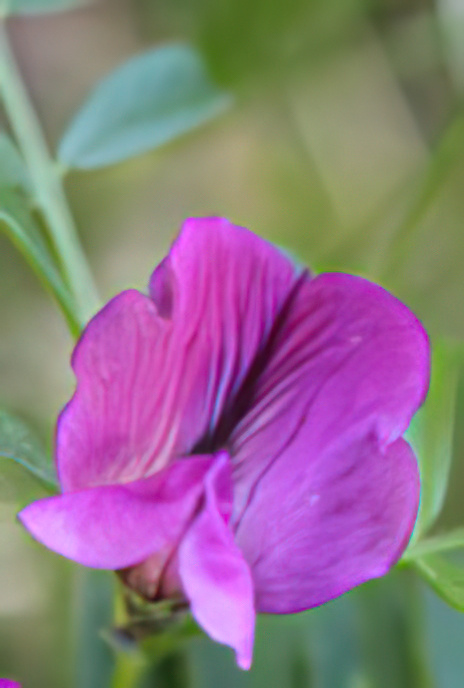 Common Vetch