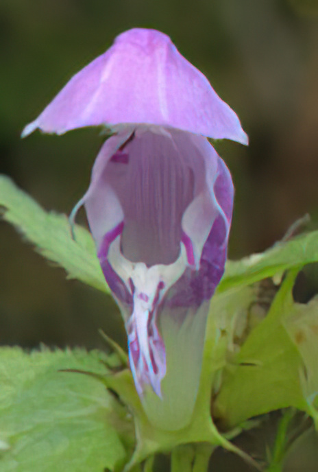 Spotted Dead-nettle