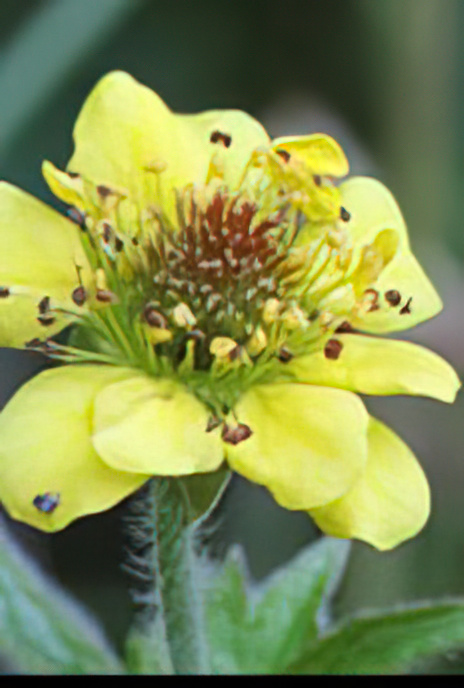 Wood Avens