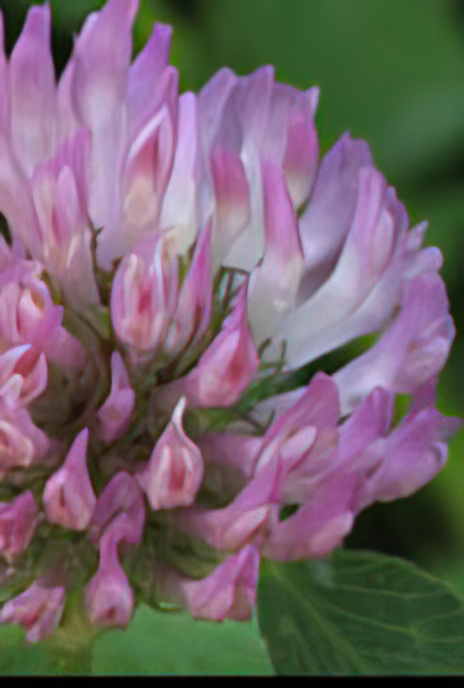 Red Clover