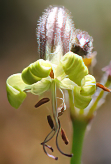 Nottingham Catchfly