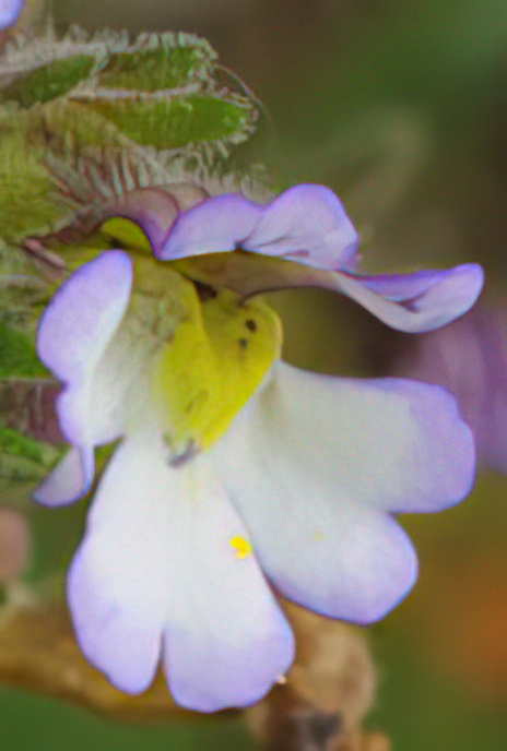 Dwarf Snapdragon