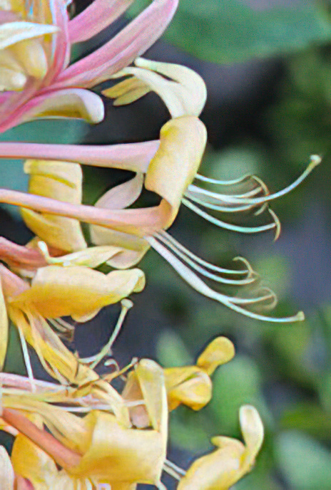 Honeysuckle