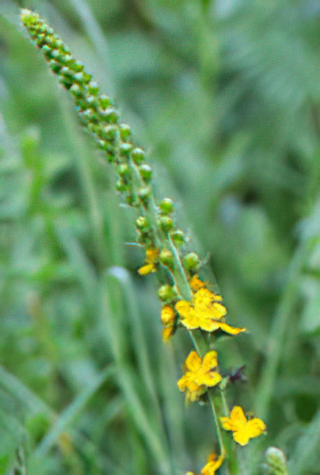 Common Agrimony