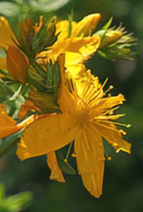 Perforate St. John’s Wort