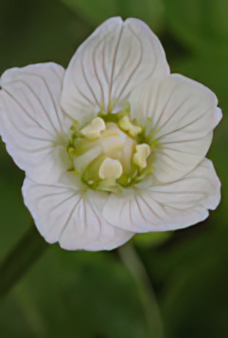 Grass of Parnassus