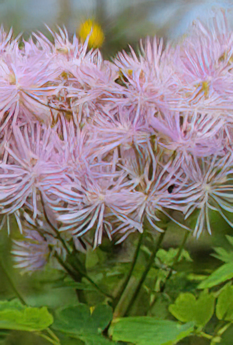 Great Meadow Rue