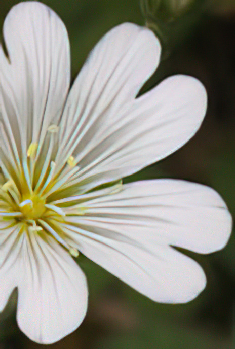 Greater Stitchwort