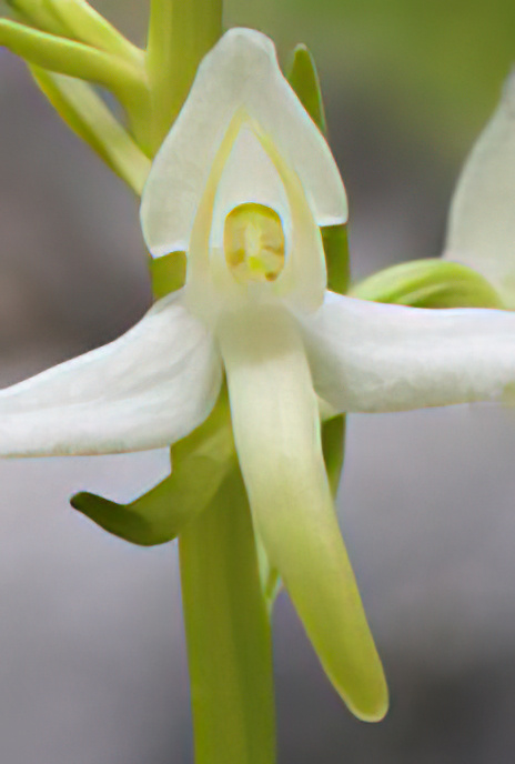 Lesser Butterfly Orchid