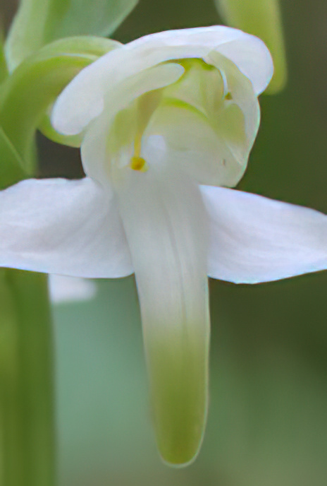 Greater Butterfly Orchid