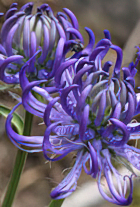 Round-headed Rampion