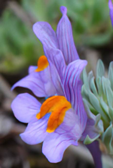 Alpine Toadflax