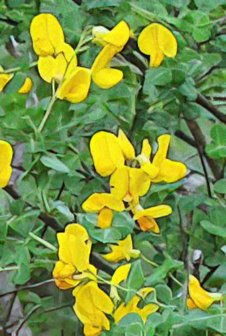 Sessile-leaved Broom