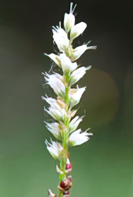 Alpine Bistort