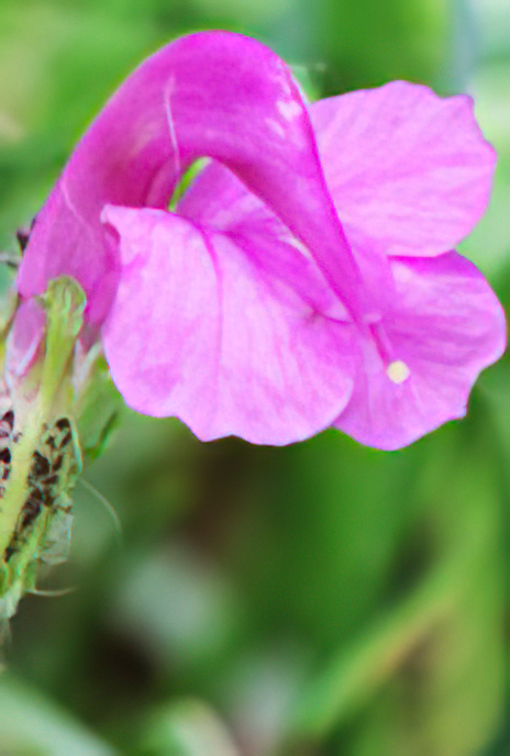 Pyrenean Lousewort