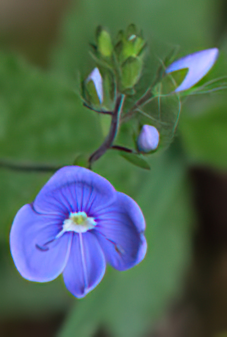Germander Speedwell