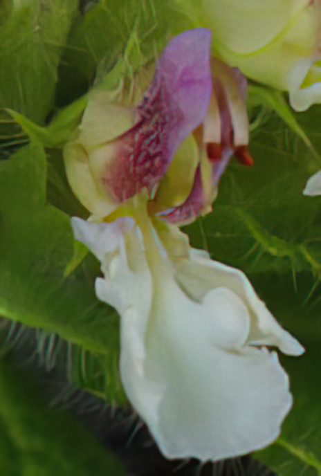 Pyrenean Germander or Angelina