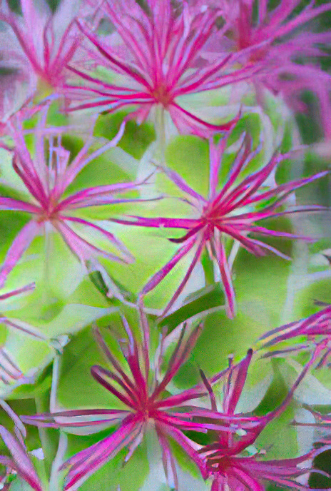 Salad Burnet