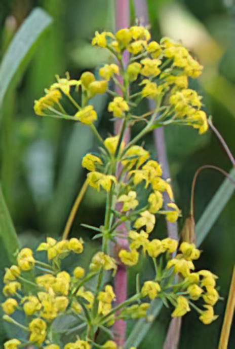 Lady’s Bedstraw