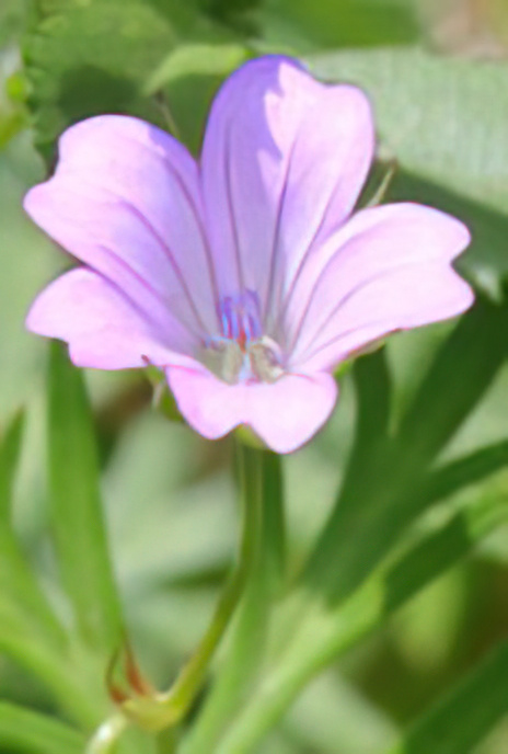 Cut-leaved Cranesbill