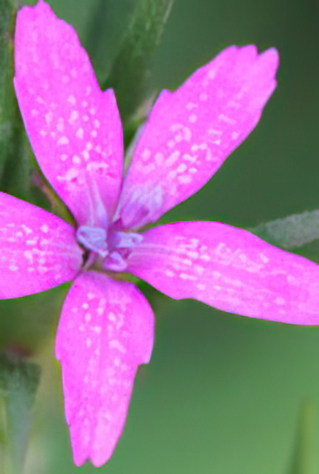 Deptford Pink