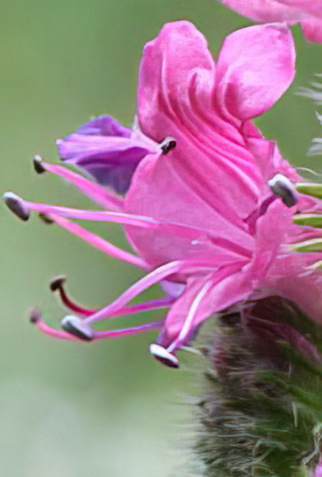 Viper’s Bugloss