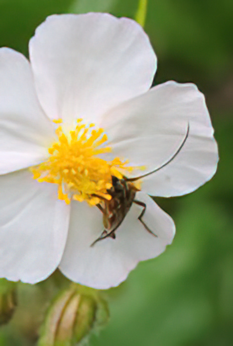White Rockrose