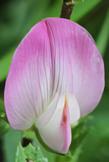 Restharrow