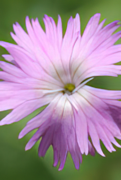 Cheddar Pink