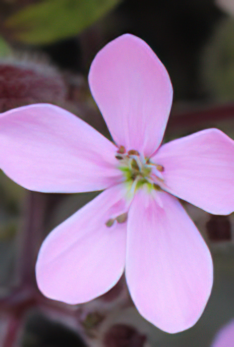 Rock Soapwort