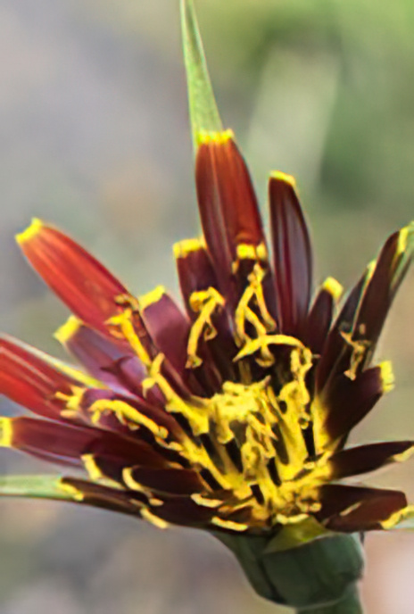 Spanish Salsify