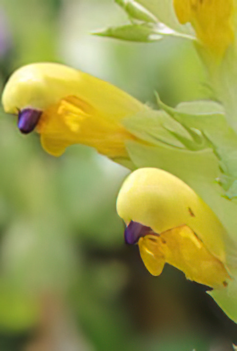 Greater Yellow-rattle